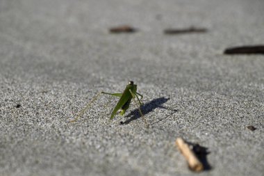 Yeşil Çekirge sahilde sürünüyor. Toskana sahilinde Tettigonia viridissima. Akdeniz, viareggio, İtalya.