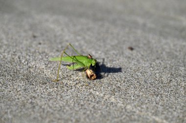 Yeşil Çekirge sahilde sürünüyor. Toskana sahilinde Tettigonia viridissima. Akdeniz, viareggio, İtalya.