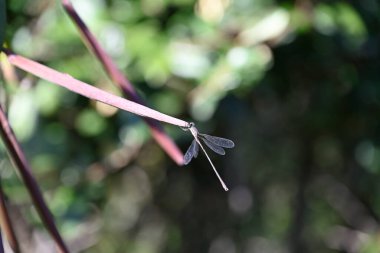Yusufçuk Oleander bitkisinin üzerinde oturuyor. Oleander meyvesinin üzerinde oturan Nerium zakkum. İtalya, Toskana.