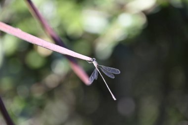 Yusufçuk Oleander bitkisinin üzerinde oturuyor. Oleander meyvesinin üzerinde oturan Nerium zakkum. İtalya, Toskana.