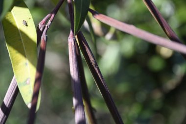 Reg böceği Oleander fabrikasında oturuyor. Böcekler Neryum zakkum bitkisinin üzerinde oturuyorlar. Toskana, İtalya..