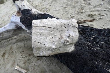 İtalyan sahilinde yanmış odun. Torre del lago plajında kumda yatan bir tahta parçası. Toskana, İtalya..