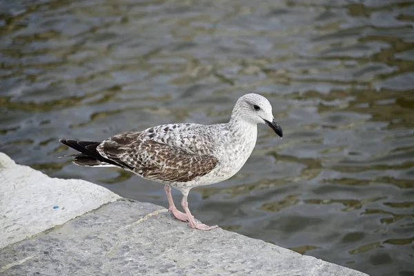 Martı Viareggio Limanı 'nda. Etrafta dolanıp bir yemek teknesinde oturmak. Viareggio, Toskana, İtalya.