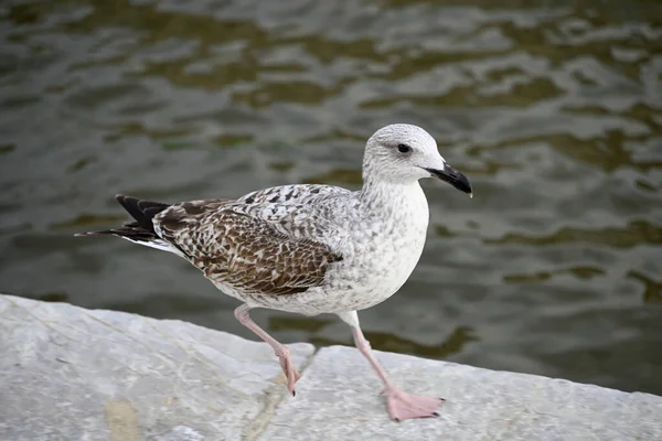Martı Viareggio Limanı 'nda. Etrafta dolanıp bir yemek teknesinde oturmak. Viareggio, Toskana, İtalya.