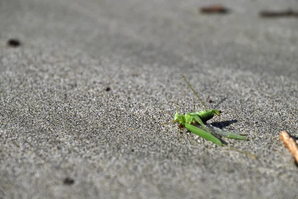 Yeşil Çekirge sahilde sürünüyor. Toskana sahilinde Tettigonia viridissima. Akdeniz, viareggio, İtalya.