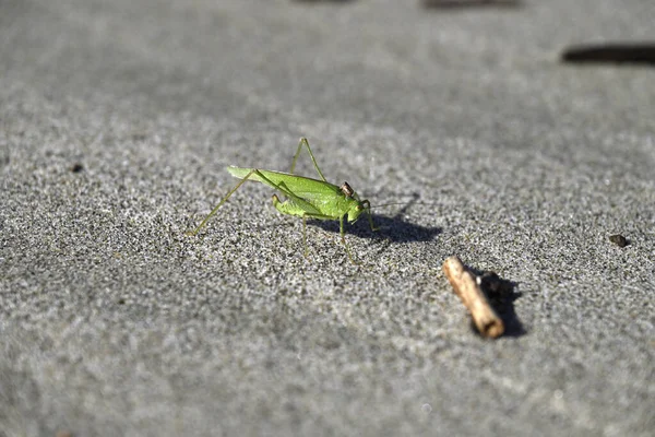 Yeşil Çekirge sahilde sürünüyor. Toskana sahilinde Tettigonia viridissima. Akdeniz, viareggio, İtalya.