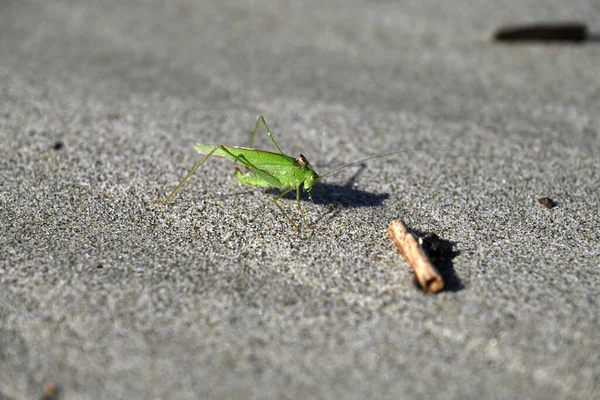 Yeşil Çekirge sahilde sürünüyor. Toskana sahilinde Tettigonia viridissima. Akdeniz, viareggio, İtalya.