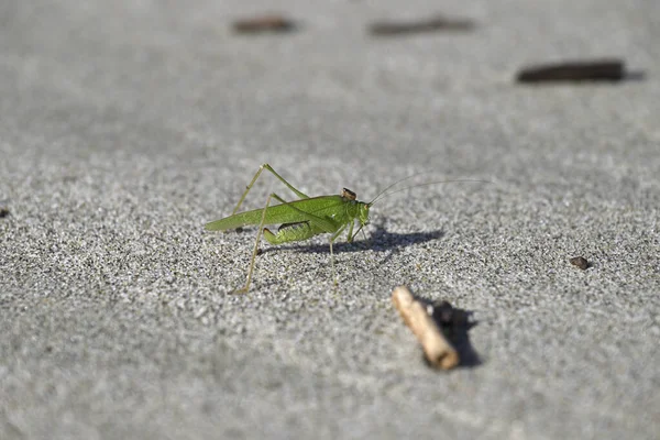 Yeşil Çekirge sahilde sürünüyor. Toskana sahilinde Tettigonia viridissima. Akdeniz, viareggio, İtalya.