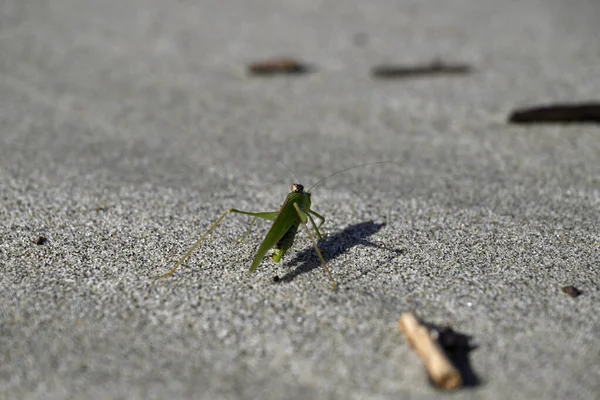Yeşil Çekirge sahilde sürünüyor. Toskana sahilinde Tettigonia viridissima. Akdeniz, viareggio, İtalya.
