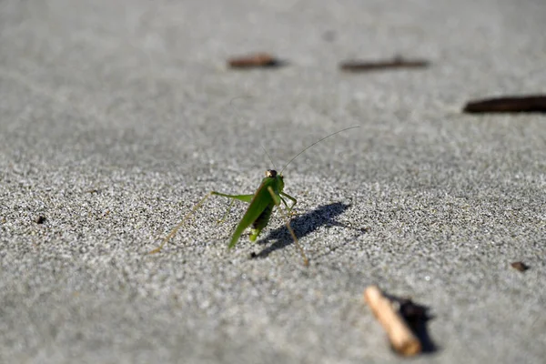 Yeşil Çekirge sahilde sürünüyor. Toskana sahilinde Tettigonia viridissima. Akdeniz, viareggio, İtalya.