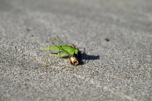 Yeşil Çekirge sahilde sürünüyor. Toskana sahilinde Tettigonia viridissima. Akdeniz, viareggio, İtalya.