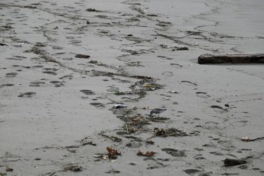 Akdeniz sahillerinde başıboş gezen kum kuşları. İtalyan sahillerinde koşan Kalidris kuşları. Torre del lago, Toskana, İtalya.