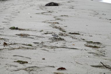 Akdeniz sahillerinde başıboş gezen kum kuşları. İtalyan sahillerinde koşan Kalidris kuşları. Torre del lago, Toskana, İtalya.