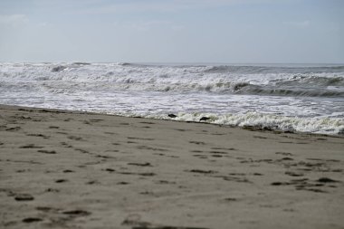 Akdeniz sahillerinde başıboş gezen kum kuşları. İtalyan sahillerinde koşan Kalidris kuşları. Torre del lago, Toskana, İtalya.