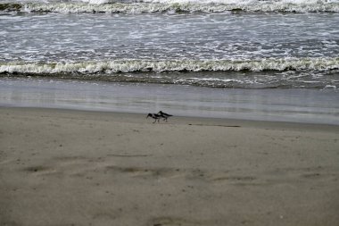 Akdeniz sahillerinde başıboş gezen kum kuşları. İtalyan sahillerinde koşan Kalidris kuşları. Torre del lago, Toskana, İtalya.