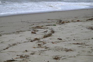 Akdeniz sahillerinde başıboş gezen kum kuşları. İtalyan sahillerinde koşan Kalidris kuşları. Torre del lago, Toskana, İtalya.