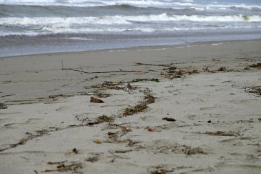Akdeniz sahillerinde başıboş gezen kum kuşları. İtalyan sahillerinde koşan Kalidris kuşları. Torre del lago, Toskana, İtalya.