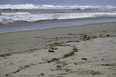 Akdeniz sahillerinde başıboş gezen kum kuşları. İtalyan sahillerinde koşan Kalidris kuşları. Torre del lago, Toskana, İtalya.