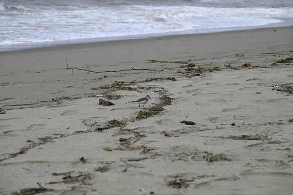 Akdeniz sahillerinde başıboş gezen kum kuşları. İtalyan sahillerinde koşan Kalidris kuşları. Torre del lago, Toskana, İtalya.