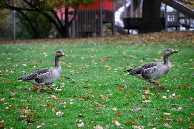 Graylag Kaz Hamburg Parkı 'nda dolaşıyor. Sisli Hava. Blomen 'i yok et. Hamburg, Almanya.