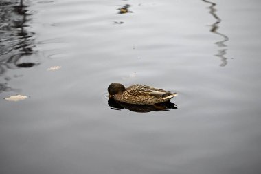 Sisli bir günde Hamburg City Park 'ta Mallard Duck. Anas platyrhynchos yiyor ve yüzüyor.