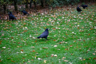 Kuzey kuzgunu Hamburg 'daki bir şehir parkında yiyecek arıyor. Corvus corax. Hamburg, Almanya.