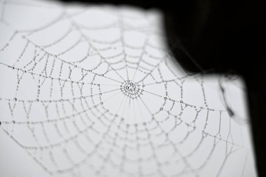 Yüzen su damlalı Örümcek Ağı. Küçük su damlalı Örümcek Ağı 'nın detayları. Aralık sabahında bulutlu bir gökyüzü.