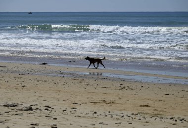 Conil plajında köpekler oynuyor. Conil plajında, Endülüs 'te, Conil' de, İspanya 'da, Avrupa' da farklı köpekler koşup zıplıyor.