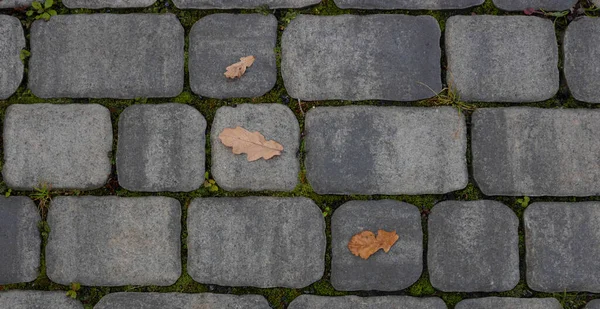 Fallen leaves with water drops on the sidewalk,top view. Blocks of the sidewalk pattern, details of the stone-lined path.