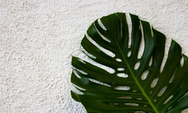粗い石膏の白い背景に隔離された大きな緑のモンスターの葉 テキストのスペース — ストック写真