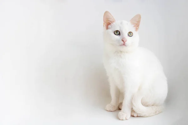 Gato Blanco Sentado Sobre Fondo Blanco Mirando Hacia Arriba Espacio — Foto de Stock