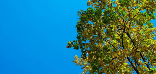 Jesienny Widok Liści Klonu Tle Błękitnego Nieba Jesienne Drzewa Czyste — Zdjęcie stockowe