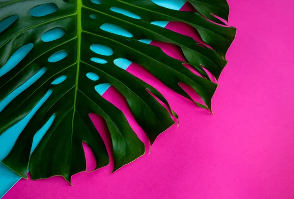 Groot Monstera Blad Een Blauw Roze Achtergrond — Stockfoto