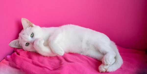 Gato Blanco Yace Sobre Fondo Rosa Con Sus Patas Cubriendo — Foto de Stock