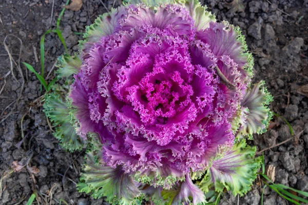 Lilac Ornamental Cabbage Brassica Oleracea Garden — Stock Photo, Image