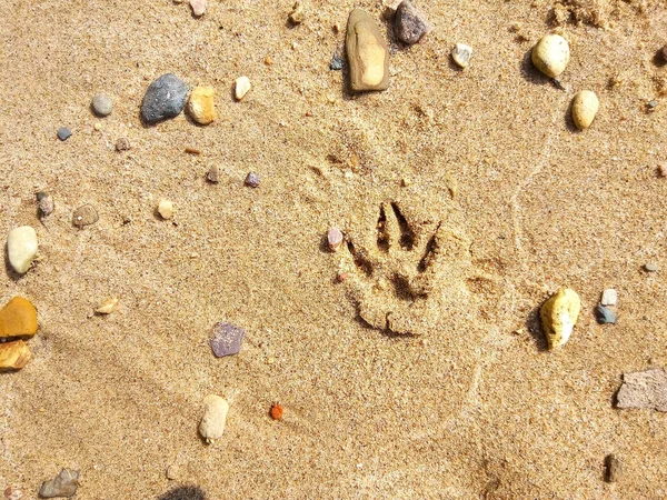 Собака Слідує Піску Дрібними Каменями — стокове фото