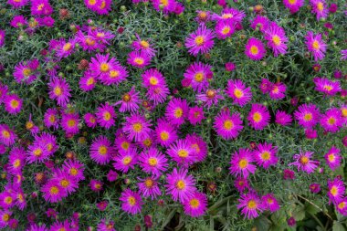 Çiçek tarhında leylak çiçeği. Daisy!.
