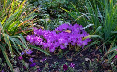 Doğal manzara ve bahçesinde çiçek açan bir grup Crocus çiçeğiyle güzel bir sonbahar arkaplanı. Sonbaharda parlak güneşin altında güzel bir grup leylak timsah.