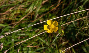 Meadow düğün çiçeği ya da uzun bir düğün çiçeği ya da sıradan bir düğün çiçeği ya da dev bir düğün çiçeği..