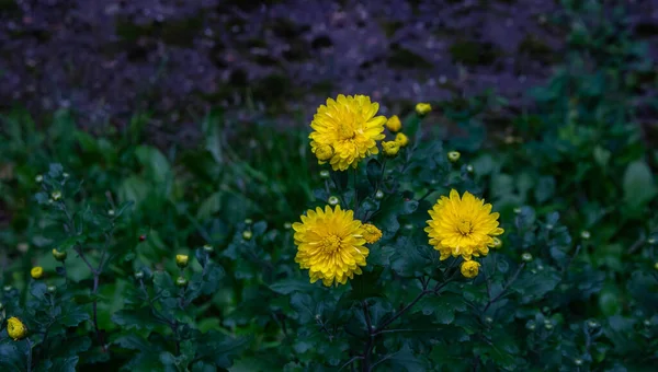 三朵黄色的阿斯特花在花坛上 — 图库照片