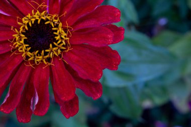 Fotoğrafın köşesinde güzel bir kırmızı zinnia çiçeği var. Mesajınız için yer var..