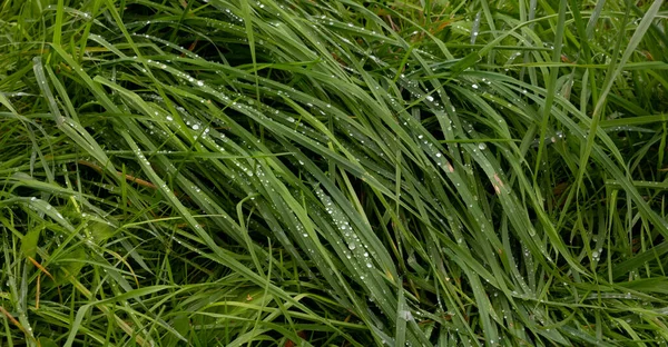 Σταγόνες Βροχής Στο Πράσινο Γρασίδι Μια Καλοκαιρινή Μέρα — Φωτογραφία Αρχείου