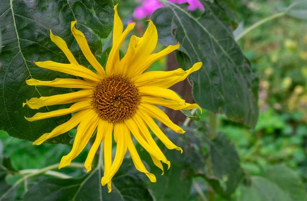 decorative sunflower flower in the garden, decorative sunflower close up.