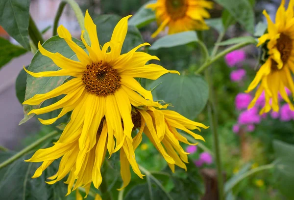 decorative sunflower flower in the garden, decorative sunflower close up.