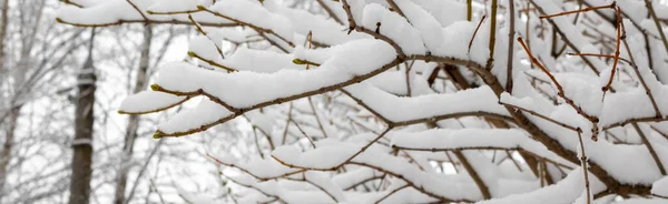 Panorama Van Besneeuwde Takken Tijdens Een Sneeuwval Het Kopiëren Van — Stockfoto