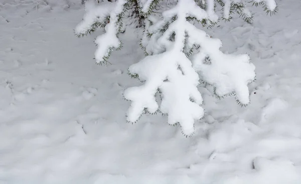 雪の中でクリスマスフェア支店を閉じます 森の中の雪のモミの枝 雪の冬の森の中の道路 ロシアの冬の風景 クリスマスの雪の木の枝 テキストのスペース — ストック写真