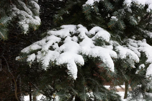 Kerst Fir Tak Sneeuw Van Dichtbij Sneeuwsparren Tak Het Bos — Stockfoto