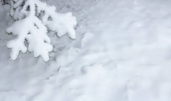雪の中でクリスマスフェア支店を閉じます 森の中の雪のモミの枝 雪の冬の森の中の道路 ロシアの冬の風景 クリスマス雪の木の枝 — ストック写真