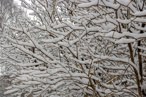 Branches Enneigées Bush Lilas Pendant Une Chute Neige Copiant Espace — Photo