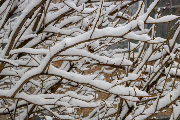 雪の間のライラックブッシュの雪に覆われた枝は スペースをコピーします — ストック写真